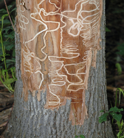 emerald ash borer